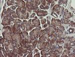 UBE2J1 Antibody in Immunohistochemistry (Paraffin) (IHC (P))