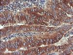 UBE2J1 Antibody in Immunohistochemistry (Paraffin) (IHC (P))