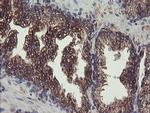 UBE2J1 Antibody in Immunohistochemistry (Paraffin) (IHC (P))