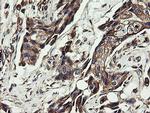 UBE2J1 Antibody in Immunohistochemistry (Paraffin) (IHC (P))