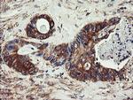 UBE2J1 Antibody in Immunohistochemistry (Paraffin) (IHC (P))