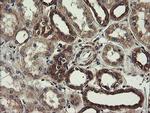 UBE2J1 Antibody in Immunohistochemistry (Paraffin) (IHC (P))