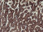 UBE2J1 Antibody in Immunohistochemistry (Paraffin) (IHC (P))