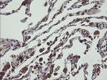 UBE2J1 Antibody in Immunohistochemistry (Paraffin) (IHC (P))