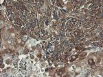 UBE2J1 Antibody in Immunohistochemistry (Paraffin) (IHC (P))