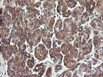 UBE2J1 Antibody in Immunohistochemistry (Paraffin) (IHC (P))