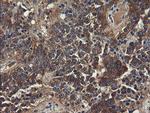 UBE2J1 Antibody in Immunohistochemistry (Paraffin) (IHC (P))