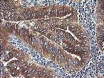 UBE2J1 Antibody in Immunohistochemistry (Paraffin) (IHC (P))