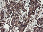 UBE2J1 Antibody in Immunohistochemistry (Paraffin) (IHC (P))