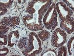 UBE2J1 Antibody in Immunohistochemistry (Paraffin) (IHC (P))