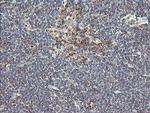 UBE2J1 Antibody in Immunohistochemistry (Paraffin) (IHC (P))