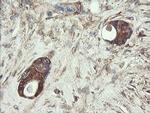 UBE2J1 Antibody in Immunohistochemistry (Paraffin) (IHC (P))