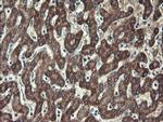 UBE2J1 Antibody in Immunohistochemistry (Paraffin) (IHC (P))