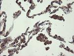 UBE2J1 Antibody in Immunohistochemistry (Paraffin) (IHC (P))