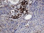 UBE2J1 Antibody in Immunohistochemistry (Paraffin) (IHC (P))