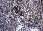 UBE2J1 Antibody in Immunohistochemistry (Paraffin) (IHC (P))