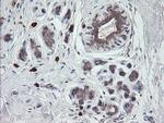 UBE2J1 Antibody in Immunohistochemistry (Paraffin) (IHC (P))