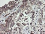 UBE2J1 Antibody in Immunohistochemistry (Paraffin) (IHC (P))