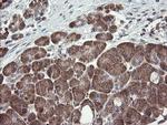 UBE2J1 Antibody in Immunohistochemistry (Paraffin) (IHC (P))