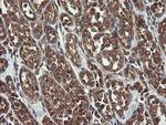 UBE2J1 Antibody in Immunohistochemistry (Paraffin) (IHC (P))