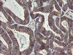 UBE2J1 Antibody in Immunohistochemistry (Paraffin) (IHC (P))