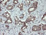 UBE2J1 Antibody in Immunohistochemistry (Paraffin) (IHC (P))