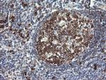 UBE2J1 Antibody in Immunohistochemistry (Paraffin) (IHC (P))