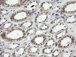 UBE2J1 Antibody in Immunohistochemistry (Paraffin) (IHC (P))