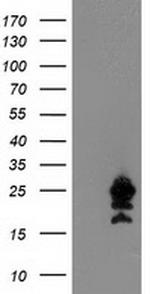 UBE2M Antibody in Western Blot (WB)