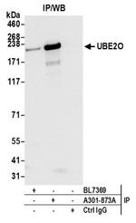 UBE2O Antibody in Western Blot (WB)