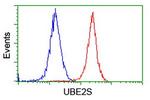 UBE2S Antibody in Flow Cytometry (Flow)