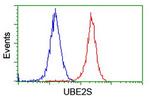 UBE2S Antibody in Flow Cytometry (Flow)