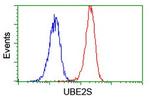 UBE2S Antibody in Flow Cytometry (Flow)