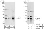 UBE2T Antibody in Western Blot (WB)