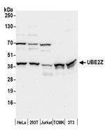 UBE2Z Antibody in Western Blot (WB)