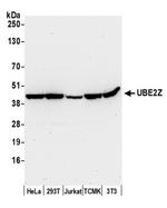 UBE2Z Antibody in Western Blot (WB)