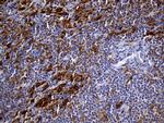 UBE3B Antibody in Immunohistochemistry (Paraffin) (IHC (P))