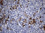 UBE3B Antibody in Immunohistochemistry (Paraffin) (IHC (P))