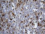 UBE3B Antibody in Immunohistochemistry (Paraffin) (IHC (P))