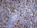 UBE3B Antibody in Immunohistochemistry (Paraffin) (IHC (P))