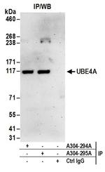 UBE4A Antibody in Immunoprecipitation (IP)