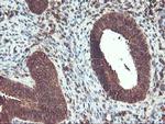 UBOX5 Antibody in Immunohistochemistry (Paraffin) (IHC (P))