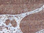 UBOX5 Antibody in Immunohistochemistry (Paraffin) (IHC (P))