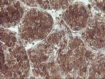 UBOX5 Antibody in Immunohistochemistry (Paraffin) (IHC (P))