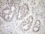 UBP1 Antibody in Immunohistochemistry (Paraffin) (IHC (P))