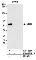 UBR7 Antibody in Western Blot (WB)