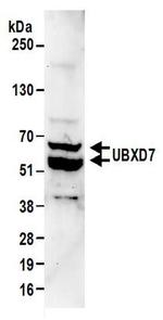 UBXD7 Antibody in Western Blot (WB)