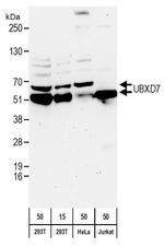 UBXD7 Antibody in Western Blot (WB)