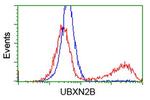 UBXN2B Antibody in Flow Cytometry (Flow)