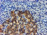 UBXN2B Antibody in Immunohistochemistry (Paraffin) (IHC (P))